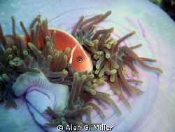 Clownfish and anemone, Raja Ampat, taken with Olympus 301... by Alan G. Miller 
